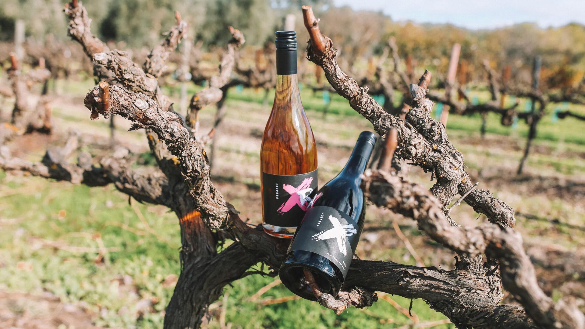 Paulmara Estates wine bottles resting on grape vines