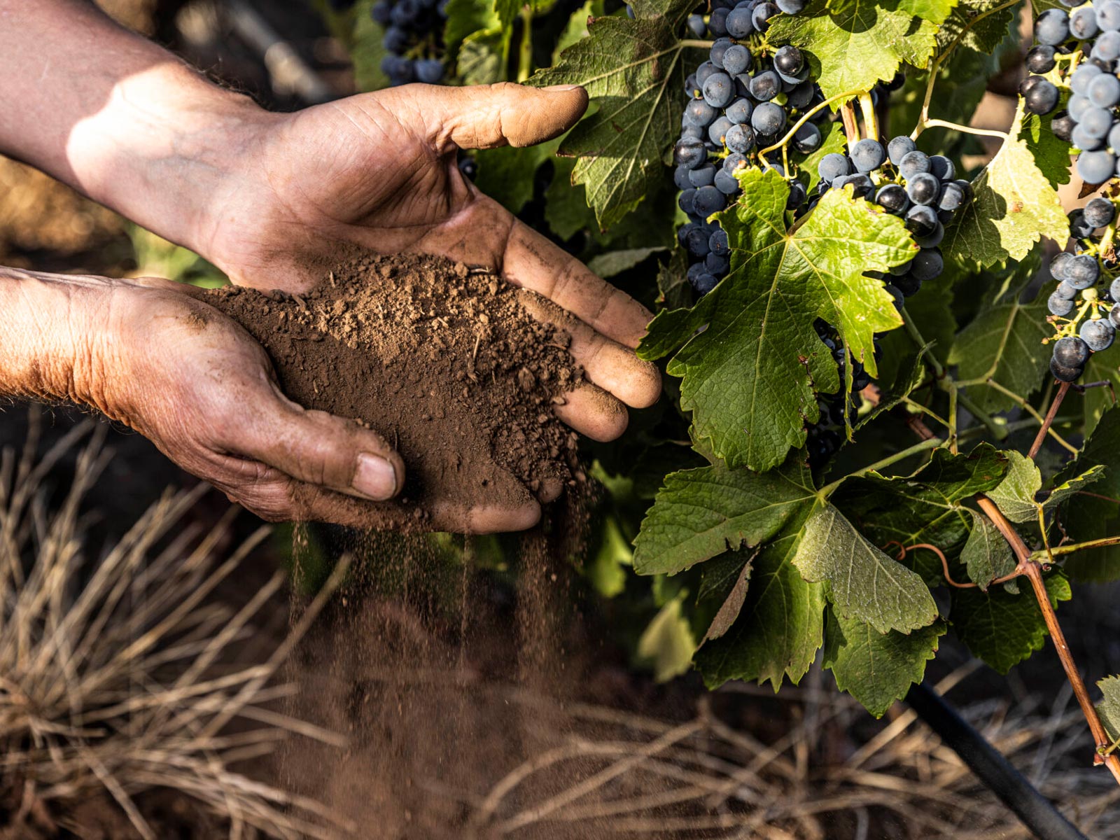 Greenock Creek Wines – soil running through hands next to fruiting grape vines