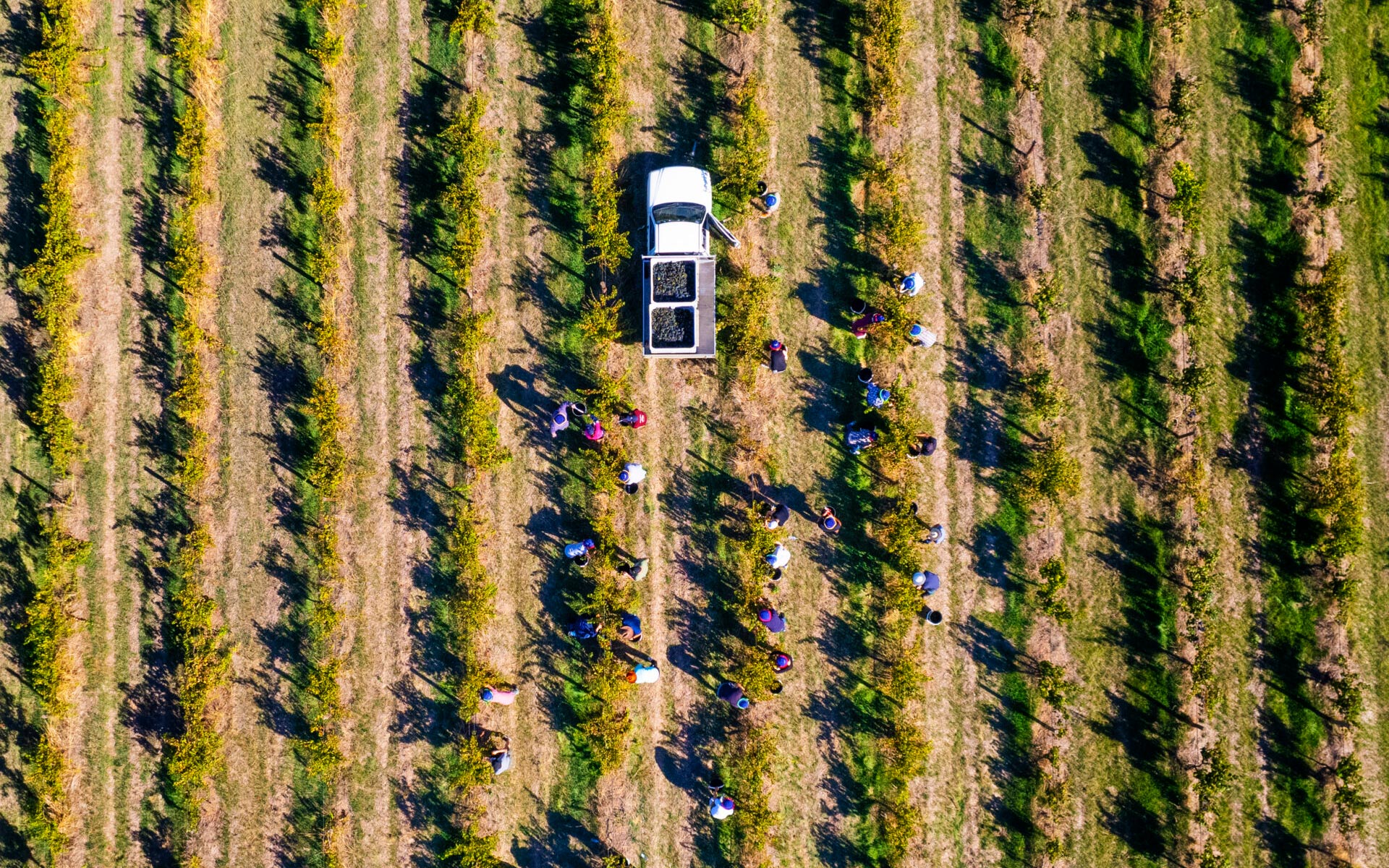 Top down photo of pickers working at Hayes Family Wines vineyard